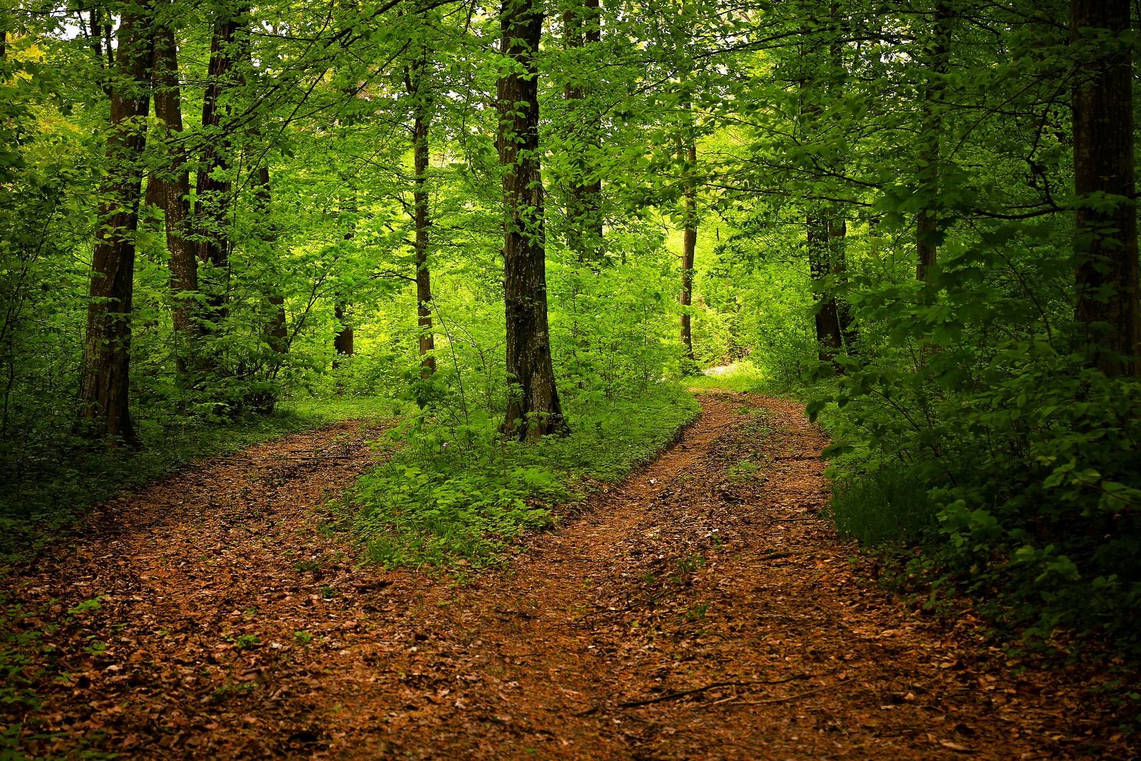 pathway to walking meditation Walking meditation